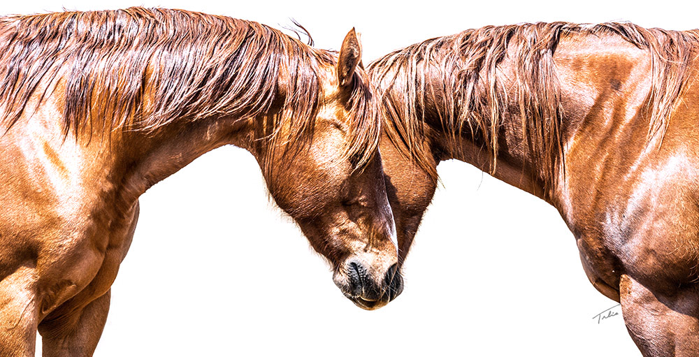 OU Ranch Mares, photo � Natalie Jackman