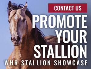 CONTACT US TO PROMOTE YOUR STALLION ON THE WHR STALLION SHOWCASE